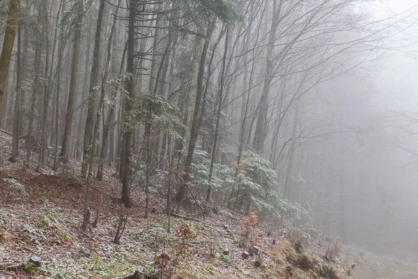 Huş ağacı ormanında güzel bir sonbahar manzarası, sisli ve buzlu.