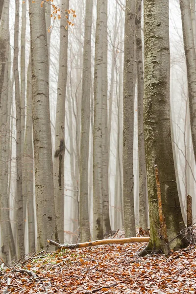 Huş ağacı ormanında güzel bir sonbahar manzarası, sisli ve buzlu.