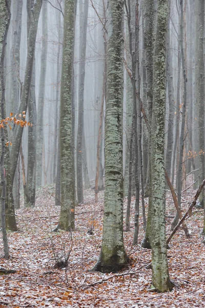 Prachtig Herfstlandschap Een Berkenbos Met Mist Vorst — Stockfoto