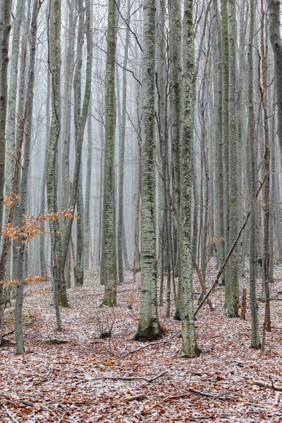Gyönyörű Őszi Táj Nyírfa Erdőben Köd Fagy — Stock Fotó