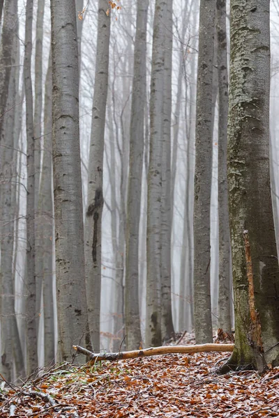 Huş ağacı ormanında güzel bir sonbahar manzarası, sisli ve buzlu.