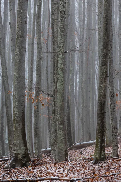 Красивые Осенние Пейзажи Березовом Лесу Туманом Морозом — стоковое фото