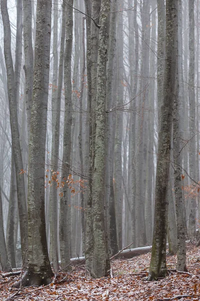 Hermoso Paisaje Otoñal Bosque Abedules Con Niebla Heladas Imagen de stock