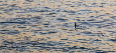 Büyük karabatak, Phalacrocorax, Adriyatik Denizi kıyısında güzel bir günbatımında resmedildi.