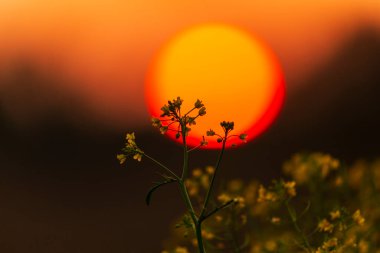 Sonbaharda uzak bir kırsal bölgede vahşi bir nehir boyunca güzel bir günbatımı gökyüzü.