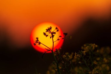 Sonbaharda uzak bir kırsal bölgede vahşi bir nehir boyunca güzel bir günbatımı gökyüzü.