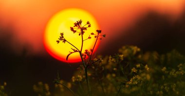 Sonbaharda uzak bir kırsal bölgede vahşi bir nehir boyunca güzel bir günbatımı gökyüzü.