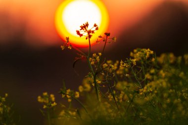 Sonbaharda uzak bir kırsal bölgede vahşi bir nehir boyunca güzel bir günbatımı gökyüzü.