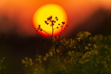 Sonbaharda uzak bir kırsal bölgede vahşi bir nehir boyunca güzel bir günbatımı gökyüzü.