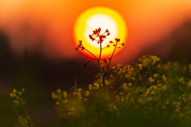 Sonbaharda uzak bir kırsal bölgede vahşi bir nehir boyunca güzel bir günbatımı gökyüzü.