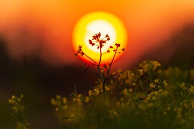 Sonbaharda uzak bir kırsal bölgede vahşi bir nehir boyunca güzel bir günbatımı gökyüzü.