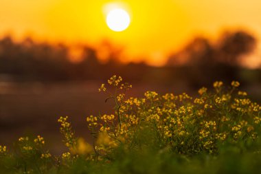 Sonbaharda uzak bir kırsal bölgede vahşi bir nehir boyunca güzel bir günbatımı gökyüzü.