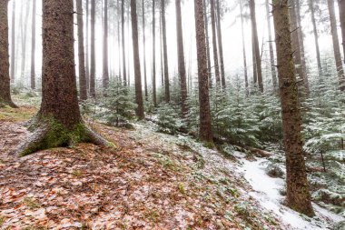 Bir dağ ormanında kış manzarası, don ve taze toz karla