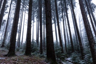 Bir dağ ormanında kış manzarası, don ve taze toz karla
