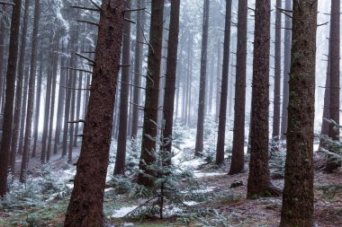 Bir dağ ormanında kış manzarası, don ve taze toz karla