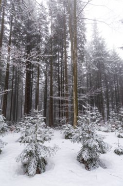 Bir dağ ormanında kış manzarası, don ve taze toz karla