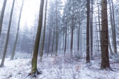Bir dağ ormanında kış manzarası, don ve taze toz karla