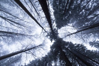 Bir dağ ormanında kış manzarası, don ve taze toz karla