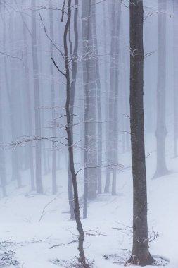 Bir dağ ormanında kış manzarası, don ve taze toz karla