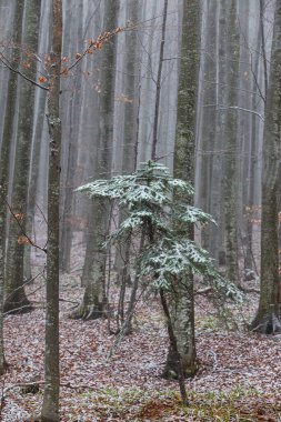 Bir dağ ormanında kış manzarası, don ve taze toz karla