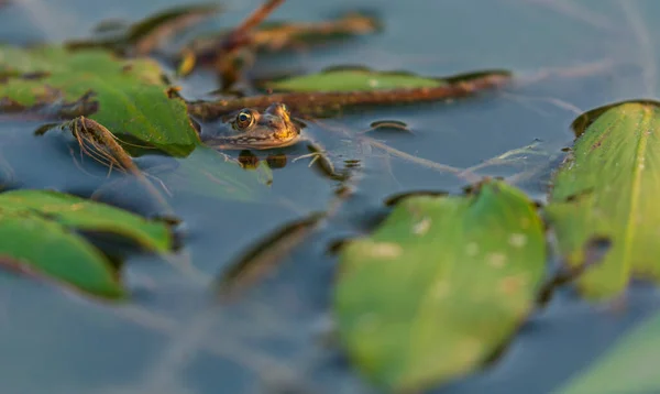 Fron Europeo Rana Esculenta Entorno Natural Pantanoso — Foto de Stock