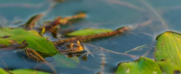 Fron Europeo Rana Esculenta Entorno Natural Pantanoso — Foto de Stock