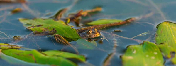 Fron Europeo Rana Esculenta Entorno Natural Pantanoso — Foto de Stock