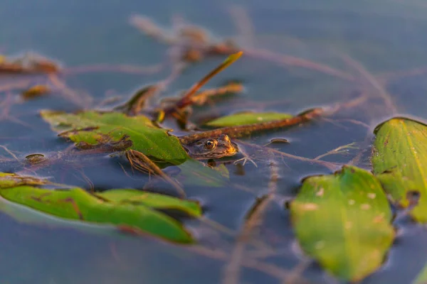 Fron Europeo Rana Esculenta Entorno Natural Pantanoso — Foto de Stock