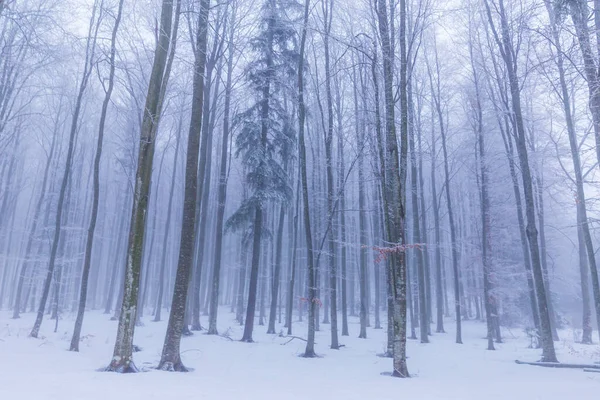 Paisajes Invernales Bosque Montañoso Con Heladas Nieve Fresca Polvo — Foto de Stock