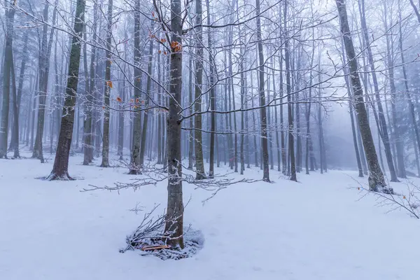 Paysage Hivernal Dans Une Forêt Montagne Avec Givre Poudreuse Fraîche — Photo