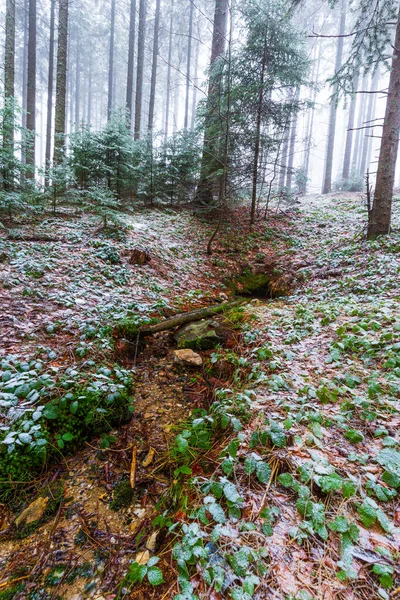 Paysage Hivernal Dans Une Forêt Montagne Avec Givre Poudreuse Fraîche — Photo