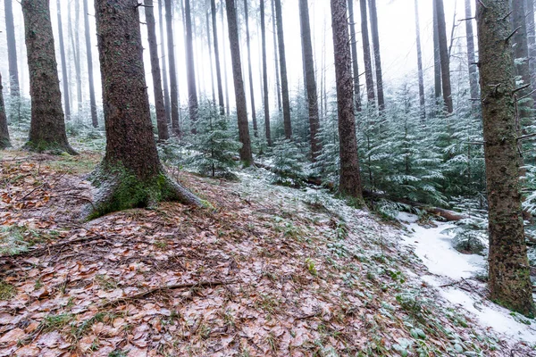 Зимові Пейзажі Гірському Лісі Морозом Свіжим Порошковим Снігом — стокове фото