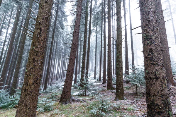 Paisajes Invernales Bosque Montañoso Con Heladas Nieve Fresca Polvo — Foto de Stock