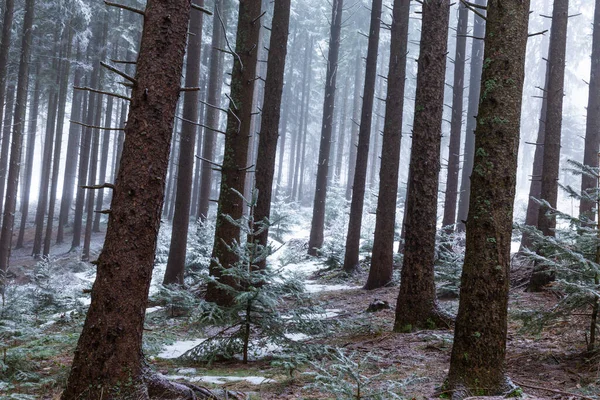 Paisajes Invernales Bosque Montañoso Con Heladas Nieve Fresca Polvo — Foto de Stock