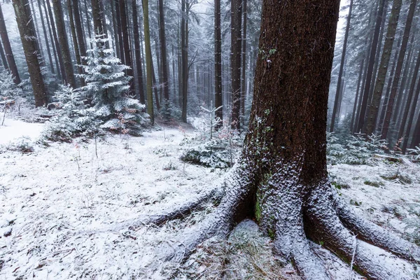Зимний Пейзаж Горном Лесу Морозом Свежим Порошковым Снегом — стоковое фото