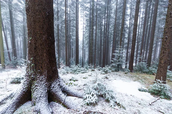 Bir Dağ Ormanında Kış Manzarası Don Taze Toz Karla — Stok fotoğraf