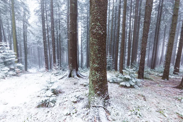 Зимний Пейзаж Горном Лесу Морозом Свежим Порошковым Снегом — стоковое фото