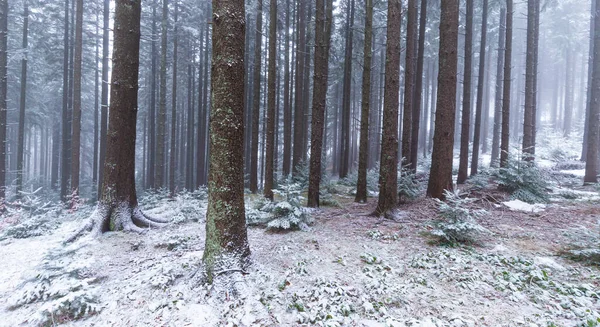 Winterlandschaft Bergwald Mit Frost Und Frischem Pulverschnee — Stockfoto