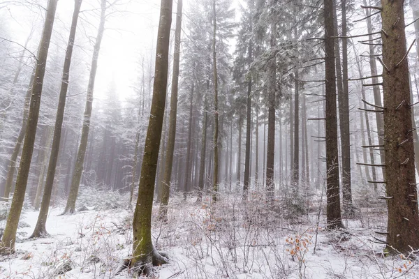 Bir Dağ Ormanında Kış Manzarası Don Taze Toz Karla — Stok fotoğraf