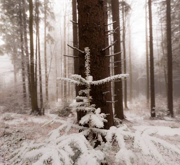 Cenário Inverno Uma Floresta Montanha Com Geada Neve Fresca — Fotografia de Stock