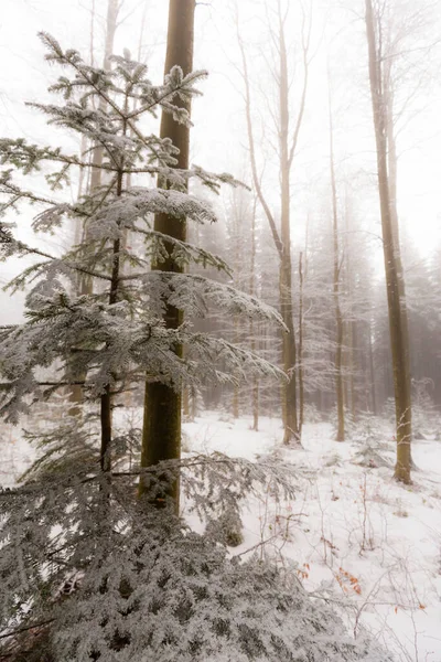 Paisajes Invernales Bosque Montañoso Con Heladas Nieve Fresca Polvo — Foto de Stock