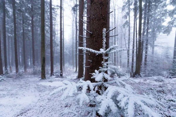 Χειμερινό Τοπίο Ορεινό Δάσος Παγετό Και Φρέσκο Χιόνι Σκόνη — Φωτογραφία Αρχείου