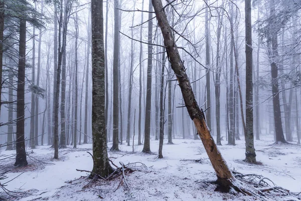 Paisajes Invernales Bosque Montañoso Con Heladas Nieve Fresca Polvo — Foto de Stock