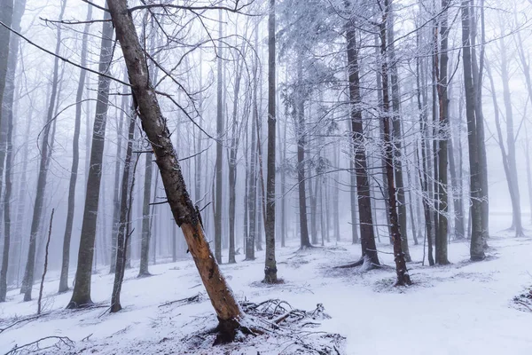 Paysage Hivernal Dans Une Forêt Montagne Avec Givre Poudreuse Fraîche — Photo