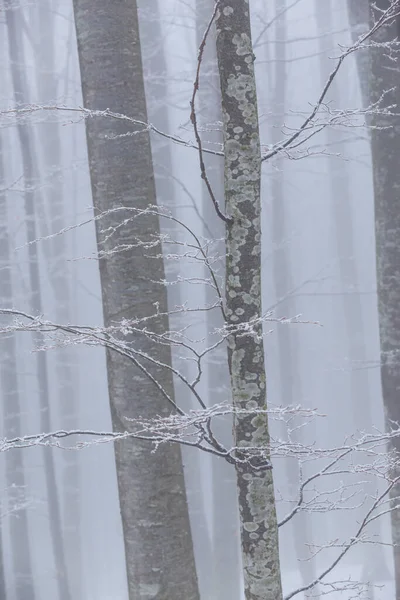 Paisajes Invernales Bosque Montañoso Con Heladas Nieve Fresca Polvo — Foto de Stock