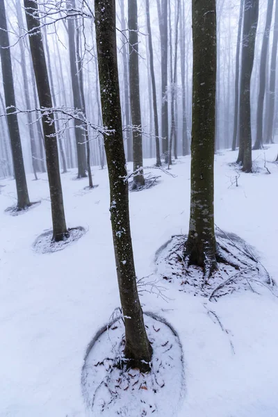 Paisajes Invernales Bosque Montañoso Con Heladas Nieve Fresca Polvo — Foto de Stock