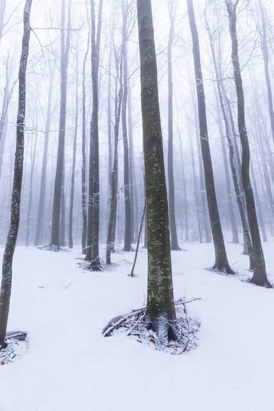 Paysage Hivernal Dans Une Forêt Montagne Avec Givre Poudreuse Fraîche — Photo