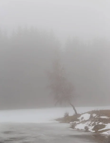 Cenário Inverno Uma Floresta Montanha Com Geada Neve Fresca — Fotografia de Stock