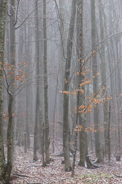 Téli Táj Hegyi Erdőben Fagy Friss — Stock Fotó
