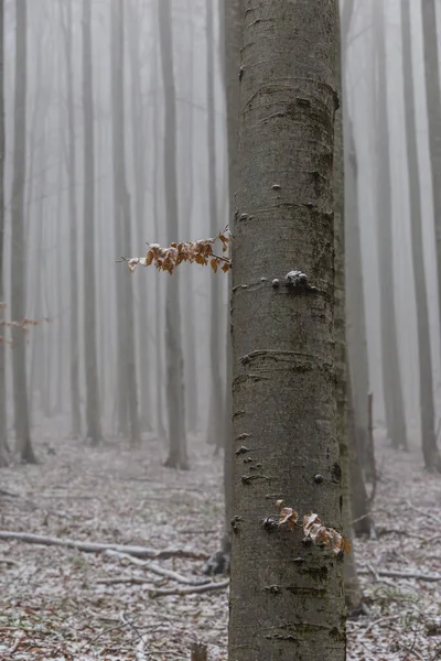 Winter Scenery Mountain Forest Frost Fresh Powder Snow — Stock Photo, Image